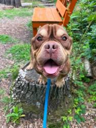 Shelter Stray Male Dog last seen Near BLK Cherry Hill Rd, 21225, MD, 2490 Giles Rd, Baltimore, MD 21225, USA