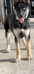 Lost Female Dog last seen Calle 7 st, Lathrop, CA 95330