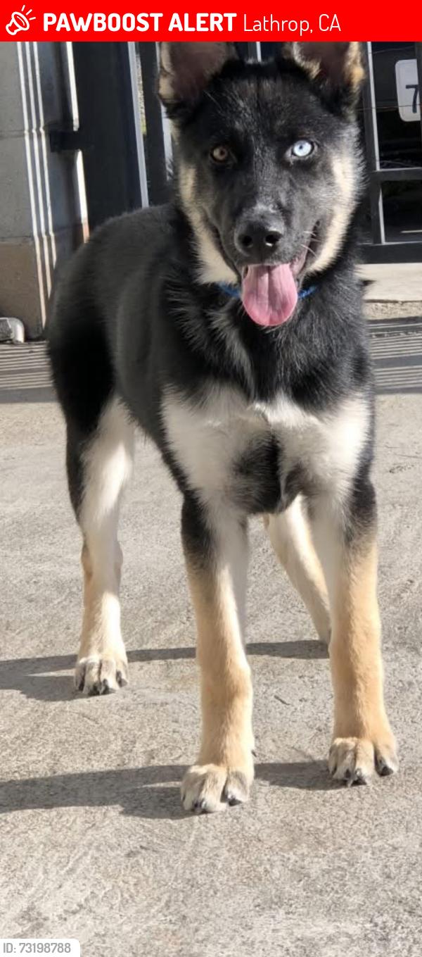 Lost Female Dog last seen Calle 7 st, Lathrop, CA 95330