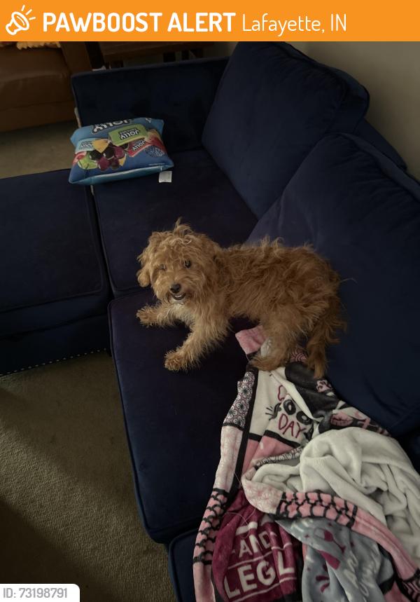 Rehomed Female Dog last seen Limestone Lane, Lafayette, IN 47909