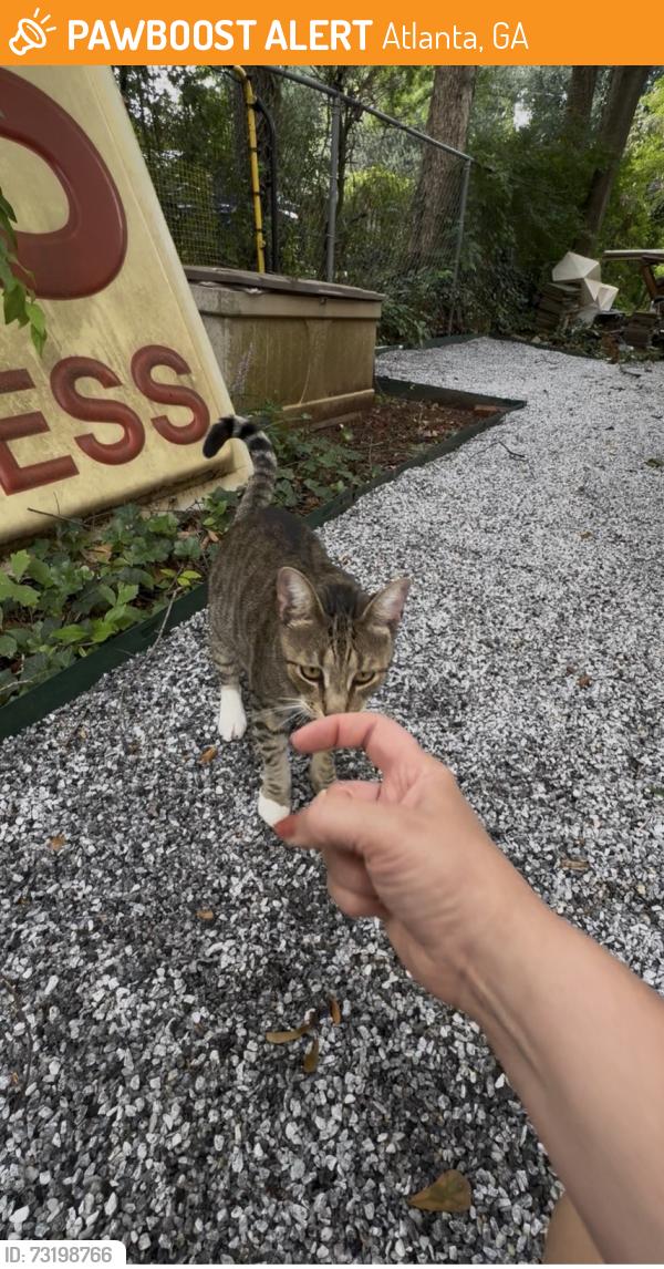 Found/Stray Unknown Cat last seen Near Euclid Ave NE, Atlanta, GA 30307