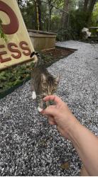 Found/Stray Unknown Cat last seen Near Euclid Ave NE, Atlanta, GA 30307