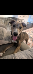 Reunited Female Dog last seen Skinner Road Richmond TX, Fort Bend County, TX 77406