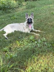 Lost Female Dog last seen Mt.olive, Gravette, AR 72736