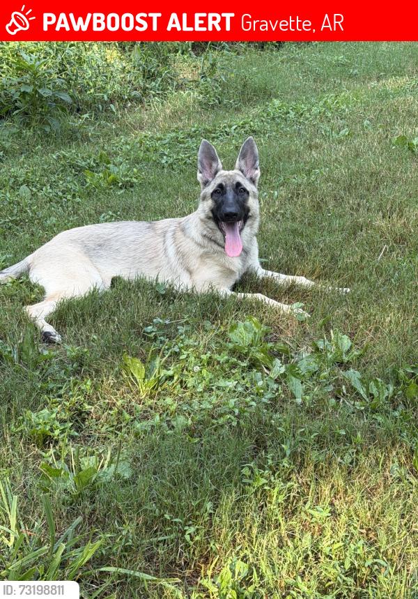Lost Female Dog last seen Mt.olive, Gravette, AR 72736