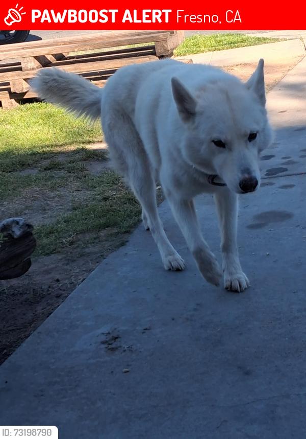 Lost Female Dog last seen Gettysburg/Blackstone, Fresno, CA 93704