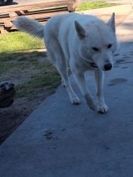 Lost Female Dog last seen Gettysburg/Blackstone, Fresno, CA 93704