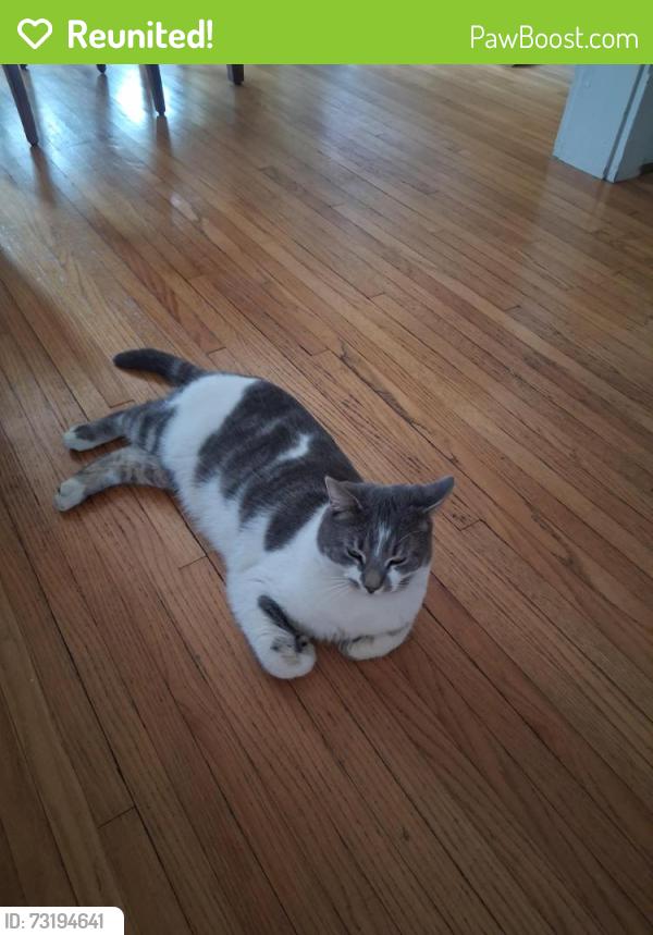 Reunited Male Cat last seen Girard Ave by Wyo High School, Wyomissing, PA 19610