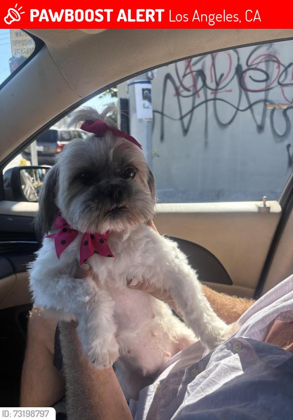 Lost Female Dog last seen Imperial courts, Los Angeles, CA 90059