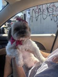 Lost Female Dog last seen Imperial courts, Los Angeles, CA 90059