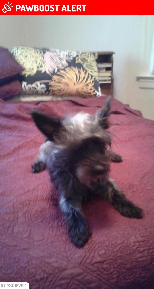 Lost Male Dog last seen Lalor st, Hamilton Township, NJ 08610