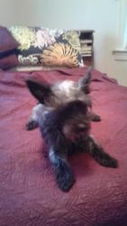 Lost Male Dog last seen Lalor st, Hamilton Township, NJ 08610