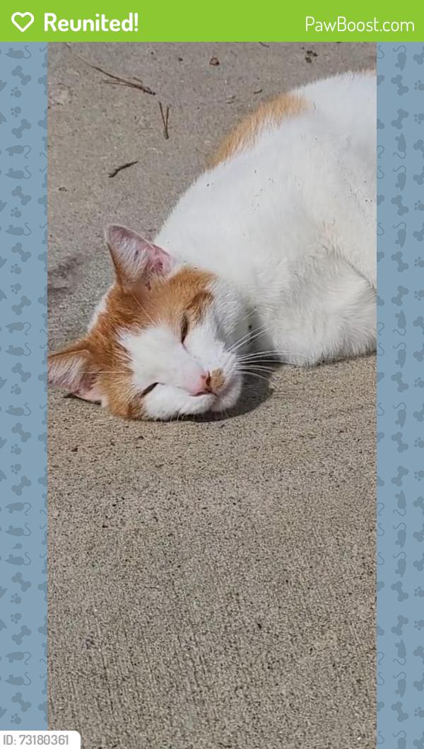Reunited Male Cat last seen Kipling and 80th, Arvada, CO 80005