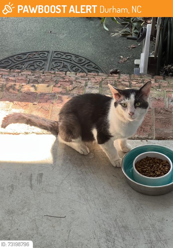 Found/Stray Unknown Cat last seen Sunningdale neighborhood, south Durham, Durham, NC 27707