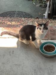 Found/Stray Unknown Cat last seen Sunningdale neighborhood, south Durham, Durham, NC 27707