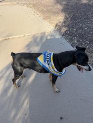 Found/Stray Male Dog last seen Stanford St, Las Cruces, NM 88005