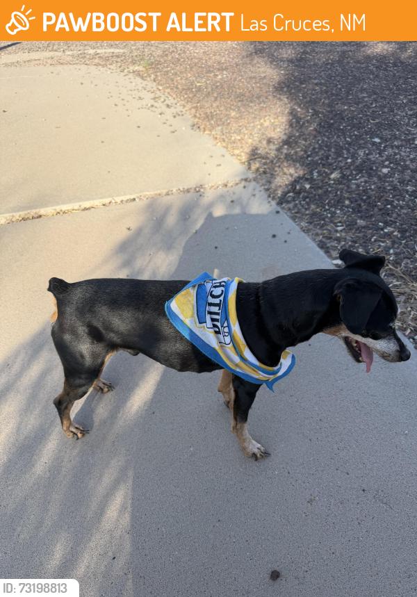 Found/Stray Male Dog last seen Stanford St, Las Cruces, NM 88005