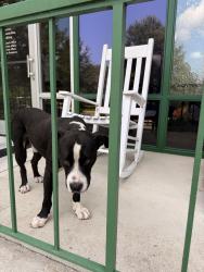 Found/Stray Male Dog last seen Methodist University, Fayetteville, NC 28311
