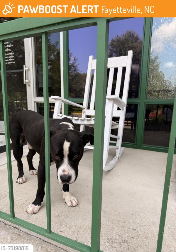 Found/Stray Male Dog last seen Methodist University, Fayetteville, NC 28311