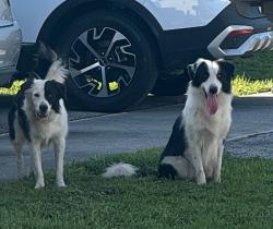 Reunited Unknown Dog last seen SW 105th Ave and SW 68th St, Sunset, FL 33173
