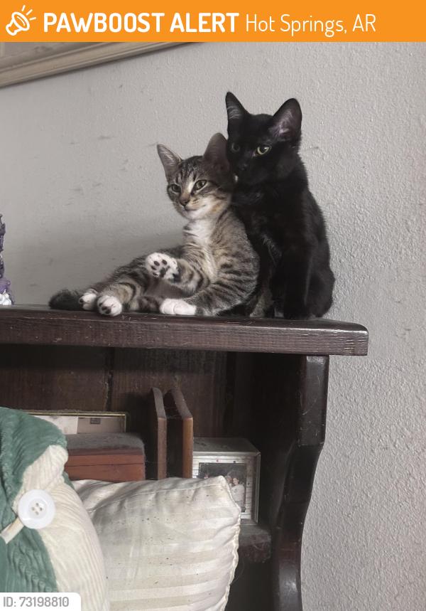 Found/Stray Female Cat last seen Airport Rd & Albert Pike Rd, Hot Springs, AR 71913