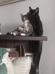 Found/Stray Female Cat last seen Airport Rd & Albert Pike Rd, Hot Springs, AR 71913