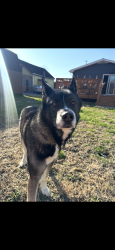 Reunited Male Dog last seen Hardwood Rd, Middle River, MD 21220