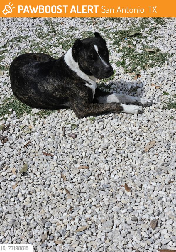 Found/Stray Female Dog last seen El valle fruiteria, San Antonio, TX 78211
