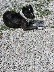 Found/Stray Female Dog last seen El valle fruiteria, San Antonio, TX 78211