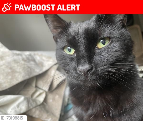 Lost Female Cat last seen Park Square West, Jaywick, England CO15 2NT