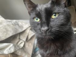 Lost Female Cat last seen Park Square West, Jaywick, England CO15 2NT