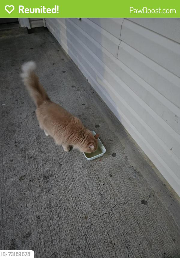 Reunited Unknown Cat last seen New york drive, Fort Lee, VA 23801