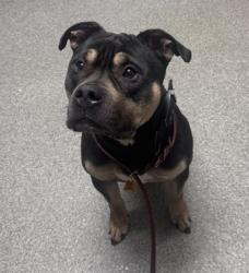 Shelter Stray Male Dog last seen Near Glenridge Road, Escondido, CA, 92027, Escondido, CA 92027, USA