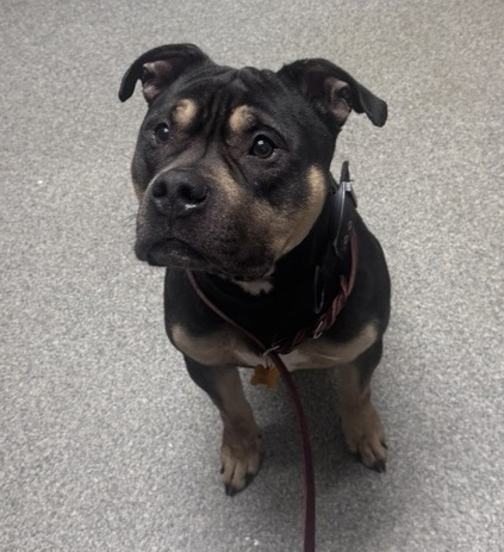 Shelter Stray Male Dog last seen Near Glenridge Road, Escondido, CA, 92027, Escondido, CA 92027, USA