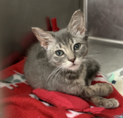 Shelter Stray Female Cat last seen 119-16 8th Avenue, COLLEGE POINT, NY, 11356, 326 E 110th St, New York, NY 10029, USA
