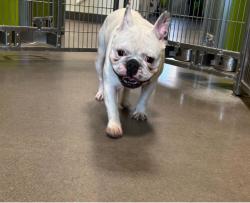 Lost Male Dog last seen Florida st, Brooklyn Park, MN 55443