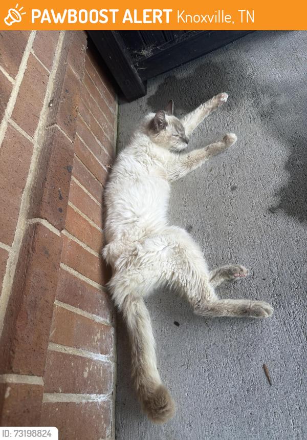 Found/Stray Unknown Cat last seen Fox run community pool, Knoxville, TN 37934