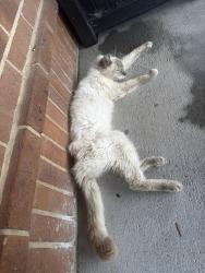 Found/Stray Unknown Cat last seen Fox run community pool, Knoxville, TN 37934