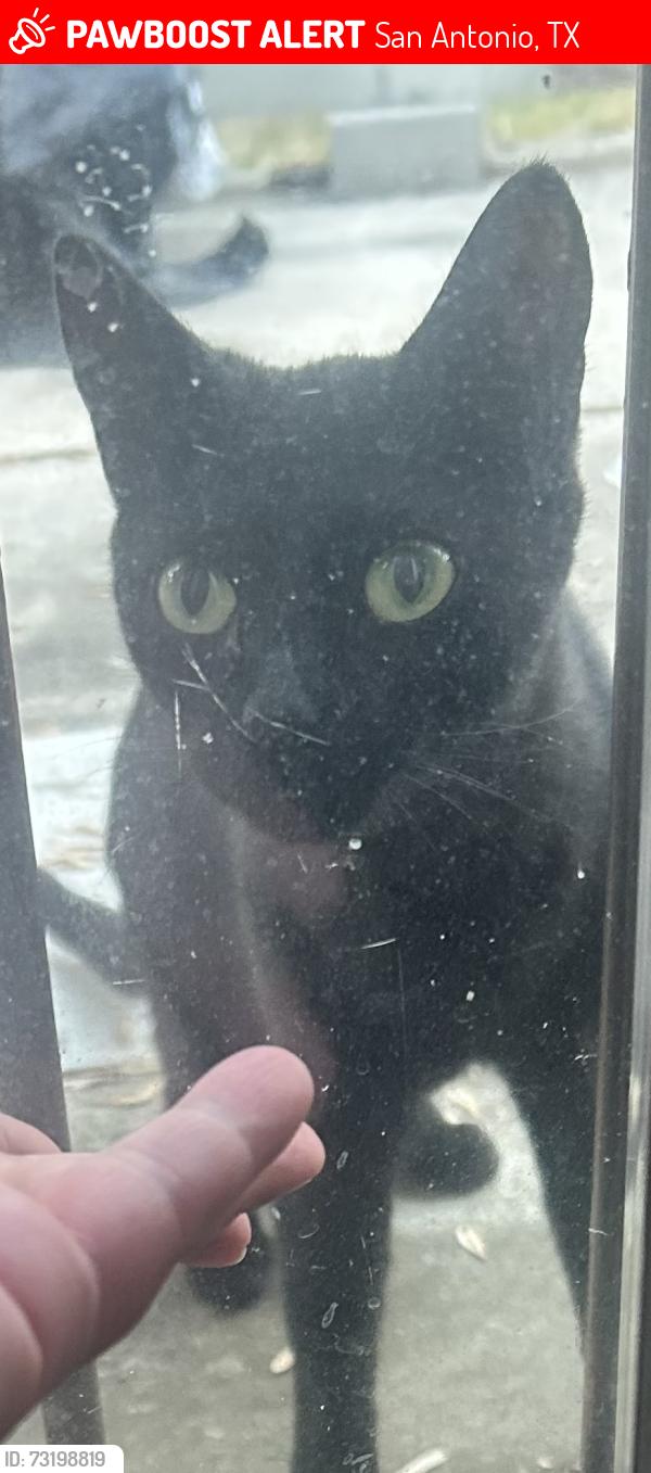 Lost Female Cat last seen Bonair and McInnis, San Antonio, TX 78222