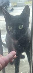 Lost Female Cat last seen Bonair and McInnis, San Antonio, TX 78222
