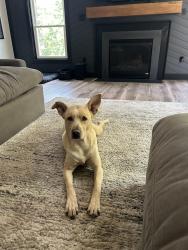 Reunited Male Dog last seen Summer Breeze and Truslow, Fredericksburg, VA 22406