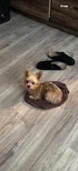 Reunited Female Dog last seen Fresno High area, Fresno, CA 93705
