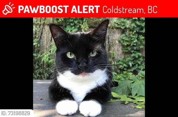 Lost Male Cat last seen Buchanen Rd, Coldstream, BC 