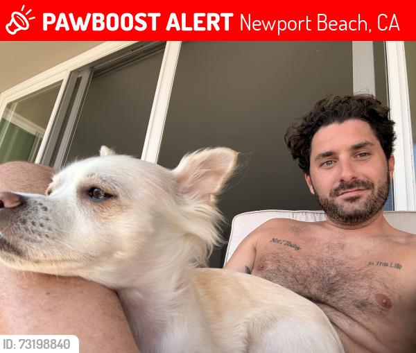 Lost Female Dog last seen Balboa saloon, Newport Beach, CA 92661