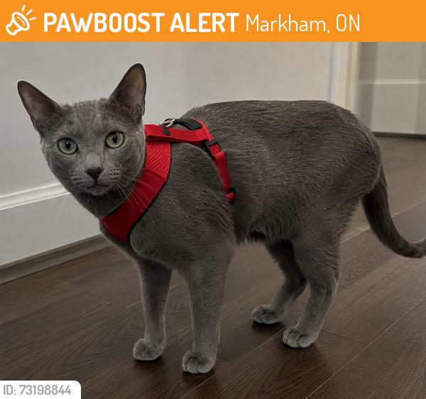 Found/Stray Unknown Cat last seen Sherwood Forest Drive and Jug Lane, Markham, ON 
