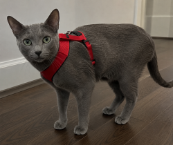 Found/Stray Unknown Cat last seen Sherwood Forest Drive and Jug Lane, Markham, ON 