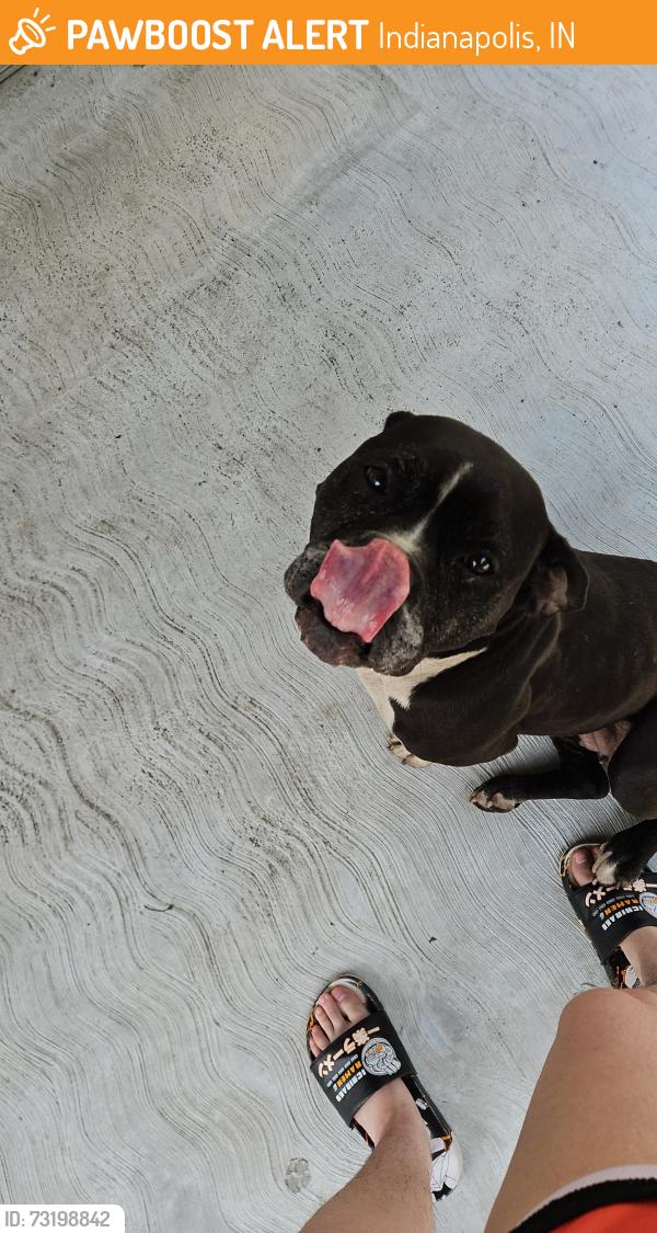 Found/Stray Female Dog last seen Hoyt Ave, Indianapolis, Indianapolis, IN 46203