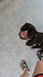 Found/Stray Female Dog last seen Hoyt Ave, Indianapolis, Indianapolis, IN 46203