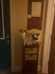 Reunited Male Cat last seen Also Leopold School, Green Bay, WI 54301
