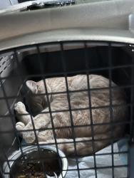 Reunited Male Cat last seen Northeast Alderwood Rd , near train tracks and the wildlife refuge., Portland, OR 97220